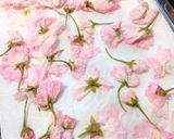 手作りで春を楽しむ♡八重桜の塩漬け作り方9写真