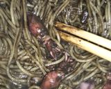 今が旬のホタルイカでイカ墨スパゲッティ作り方3写真