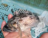 クロソイのタルタル作り方6写真