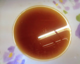 旬のしらすとしらたきのきんぴら作り方2写真
