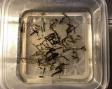 白かぶと赤かぶの千枚漬け作り方6写真