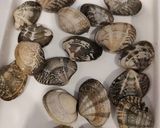 アサリの炊き込みご飯作り方2写真