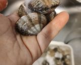 アサリの炊き込みご飯作り方4写真