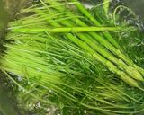 豆苗のおひたし『きのう何食べ』#122作り方2写真