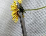 米粉のたんぽぽカップケーキ作り方1写真