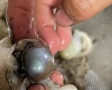 イイダコの煮物（下処理と捌き方、煮るまで作り方6写真