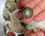 イイダコの煮物（下処理と捌き方、煮るまで作り方7写真