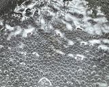 イイダコの煮物（下処理と捌き方、煮るまで作り方8写真