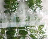 木の芽の冷凍保存作り方3写真