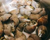 とっても簡単♡つぶ貝の煮つけ作り方2写真