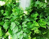 お年寄り絶賛シリーズ☆茹で芹、お浸し☆作り方3写真