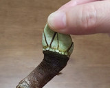 亀の手のちょっと塩薄めな塩茹で作り方6写真
