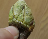 亀の手のちょっと塩薄めな塩茹で作り方7写真