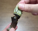 亀の手のちょっと塩薄めな塩茹で作り方8写真