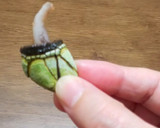 亀の手のちょっと塩薄めな塩茹で作り方10写真