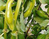 そら豆茶飯作り方1写真