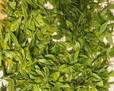 茶摘みのあとは楽しく煎茶作り♪作り方1写真