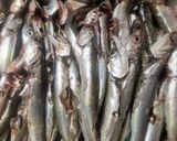 シコ(カタクチイワシ)の磯部揚げ作り方3写真