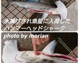 コラーゲンたっぷり☆サメ皮で酢の物作り方7写真