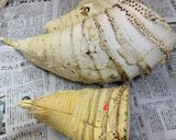 たけのこのおさしみ作り方1写真