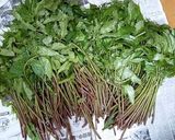 春~秋の山菜 赤ミズのキムチ作り方1写真