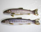 岩魚の油淋魚（ユーリンユイ）作り方1写真