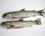 岩魚の油淋魚（ユーリンユイ）作り方2写真