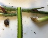 ウドとホタルイカの酢味噌和え作り方2写真