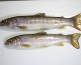 岩魚の信州味噌焼作り方1写真