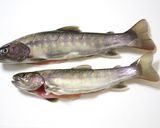 岩魚の信州味噌焼作り方2写真