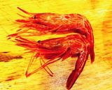 シマエビの刺身【甘エビの仲間】作り方1写真