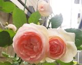 ベリートッピングのカシスドリンク♡作り方10写真