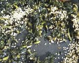 栄養たっぷり！大根菜っぱのふりかけ作り方4写真