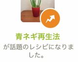 青ネギ再生法作り方6写真