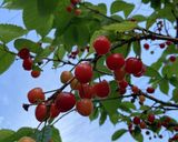 桜の葉の塩漬け作り方1写真