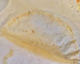 ピザ生地で新玉ねぎとほうれん草のパイ風作り方6写真