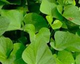 さつまいものつるのきんぴら作り方1写真