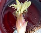 みょうがの塩きんぴら作り方5写真