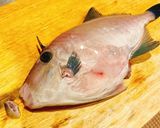 ウマヅラハギの刺身【ウマヅラの捌き方】作り方2写真
