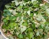 食品乾燥機で作る…「ドクダミ茶」作り方2写真