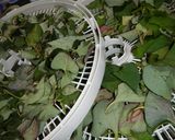 食品乾燥機で作る…「ドクダミ茶」作り方3写真