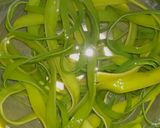 茎ワカメのすりゴマたっぷり煮物作り方1写真