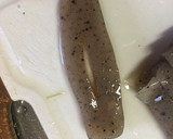 ふきとこんにゃくと油あげの煮物作り方4写真