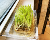 簡単！材料2っ！豆苗と厚揚げ炒め作り方3写真