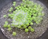 綺麗な緑の豆ご飯作り方1写真