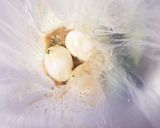 初.ねぎ味噌煮卵♡作り方4写真