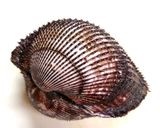 赤貝姿造り　ぷりぷりで美味しい♪作り方1写真