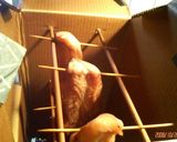 鶏肉の燻製・生ハム風作り方3写真