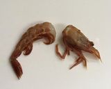 幻のガサエビの刺身と味噌汁 (越前エビ)作り方2写真