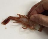 幻のガサエビの刺身と味噌汁 (越前エビ)作り方3写真